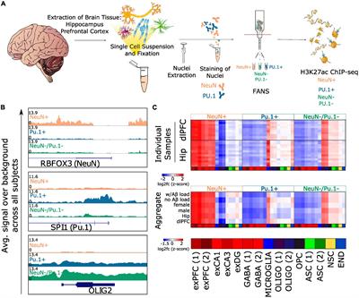 Cell type-specific histone acetylation profiling of Alzheimer’s disease subjects and integration with genetics